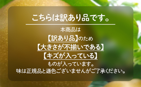 【先行予約】【訳あり】梨 福袋 5kg 旬の品種を1品種お届け（2025年8月下旬以降順次発送） 冷蔵配送 くだもの 果物 フルーツ ご当地 食品 幸水 豊水 あきづき 新高 新興 愛宕 F6P-1994