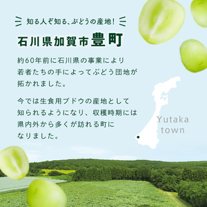 シャインマスカット約1kg 石川県加賀市産（ご家庭用） シャインマスカット マスカット ぶどうぶどうぶどう 葡萄 デザート フルーツフルーツフルーツフルーツ 果物 くだもの 果実 食品 F6P-2629