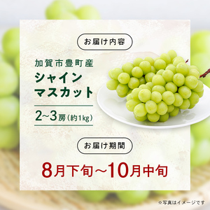 シャインマスカット約1kg 石川県加賀市産（ご家庭用） シャインマスカット マスカット ぶどうぶどうぶどう 葡萄 デザート フルーツフルーツフルーツフルーツ 果物 くだもの 果実 食品 F6P-2629