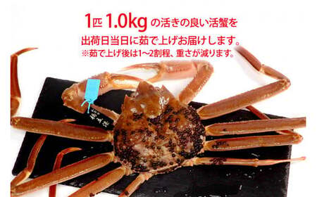 【1月20日～3月31日発送】【先行予約】【冷蔵発送】石川県産 加能かに ズワイガニ ( 産地証明タグ付 ) 茹で上げ前重量 約1.0kg 1匹 特大サイズ F6P-2761