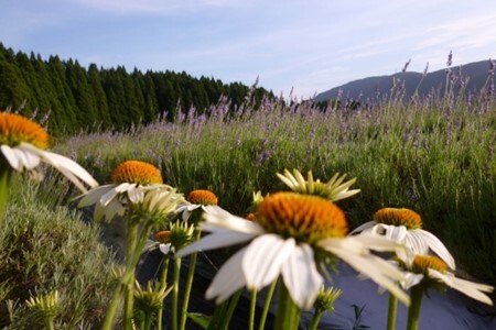 [M003] 能登産ラベンダーの精油と芳香蒸留水