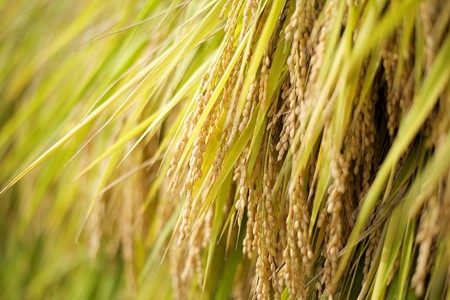 【 地酒 】 日本酒 地酒 2種 セット 飲み比べ