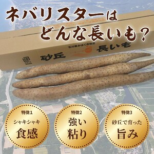 【先行予約】【2025年収穫分】長いも（ネバリスター）5kg１箱／粘りが強く旨味のある品種／滋養強壮／シャキシャキ食感／