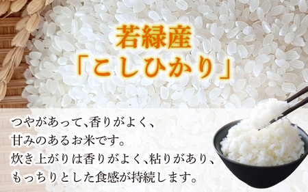 若みどりの こしひかり 10kg 白米  /  コシヒカリ 令和7年産 