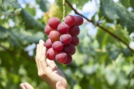 【先行予約】【2026年収穫分】 ルビーロマン 秀G（1箱）【2026年8月中旬以降順次発送】| 希少 貴重 数量限定 ぶどう ブドウ