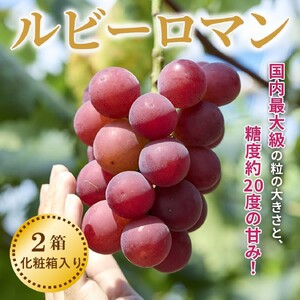 ルビーロマン２箱 化粧箱入り 贈答にも 石川県最高峰のぶどう | 石川県