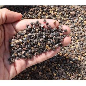 丸いも入り 白山麓そばセット(8食分)【1596860】