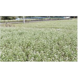 丸いも入り 白山麓そばセット(8食分)【1596860】