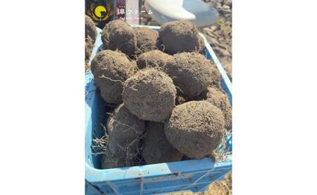 【先行予約】能美市特産品加賀丸いも 3kg 