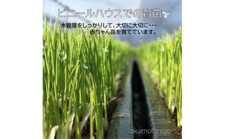 2022年日本農業賞「大賞」【４カ月連続】お米農家のわくわく便(4種類×4.5kg精白米）