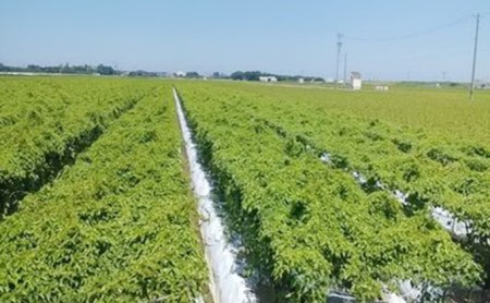 能美市産 加賀丸いも 2kg 野菜 芋 