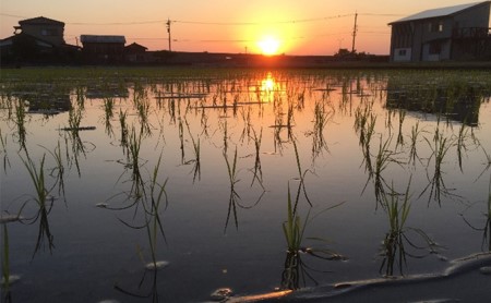 自然農法米こしひかり「自然の恵み」白米5kg×2個《特別栽培米》