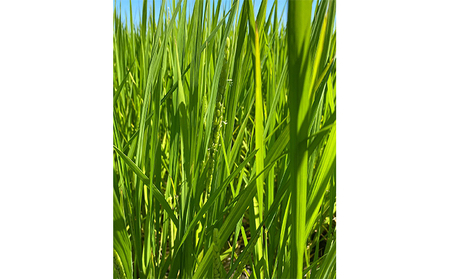 北本農場こだわりのお米令和5年度産コシヒカリ精米5kg 有機肥料（ボカシ肥料）で育てたお米