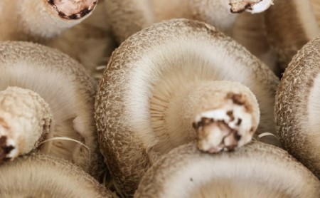 【2026年1月以降発送】菌床しいたけ　「加賀の星プレミアム」 野菜 きのこ きのこ類 食べ物 食材 肉厚 ジューシー 豊かな香り 旨味 国産 日本産 石川県産 国産野菜 国産シイタケ バター焼き 鍋物 ホイル焼き 