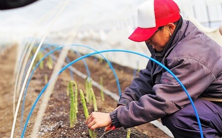 【先行予約】JAそらち南の味覚「ホワイトアスパラガス」S～L　1kg前後