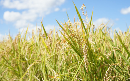 【お米定期便】特Aランクななつぼし5kg×6ヶ月(精米)北海道米 栗山町産