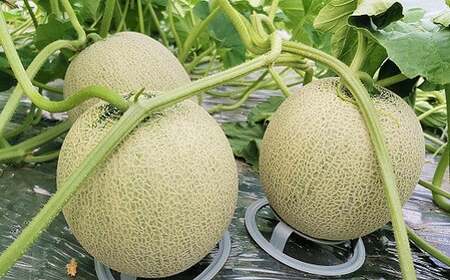 【先行予約】【大玉】とろける舌触り！東山農場産キングメロン 2玉