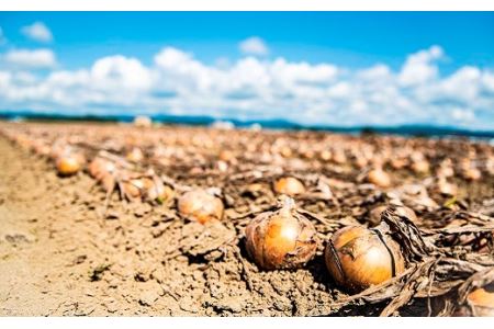 【9月発送】サラダにもOK！特別栽培玉ねぎ10kg