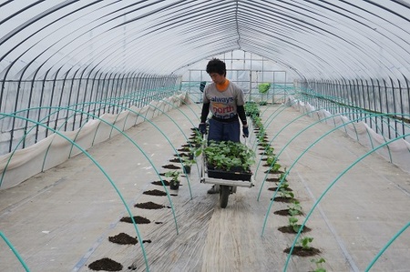 北海道栗山町産  幻のメロン 1玉