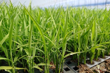特別栽培「きなうす米」セット（玄米）2kg×2品種