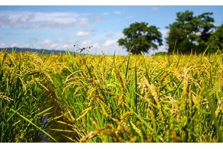 特別栽培米ゆきひかり（精米）2kg×3袋