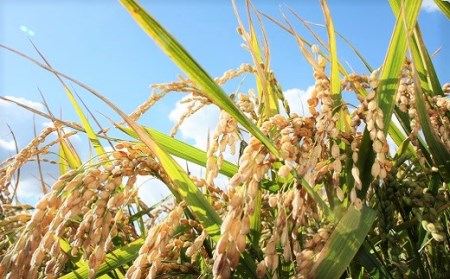 【無洗米12ヶ月定期便】特別栽培「きなうす米」ななつぼし5kg×12回