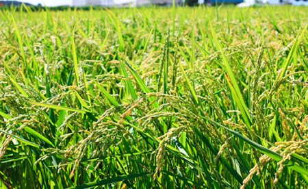 【無洗米12ヶ月定期便】特別栽培「きなうす米」ふっくりんこ10kg×12回