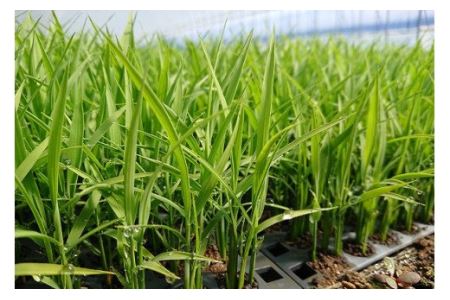 【無洗米12ヶ月定期便食べ比べセット】特別栽培「きなうす米」 毎月3品種×5kg計15kg