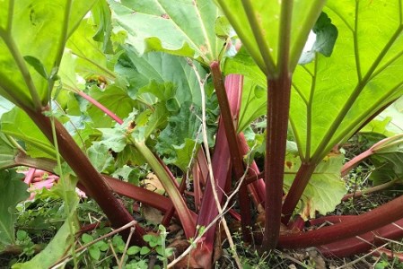 岩﨑農場 「農夫の手作りルバーブジャム」3本セット