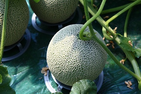 極上の一品「日原メロン（キング種）」（1.6kg相当×1玉 ）