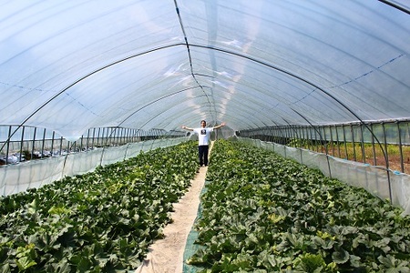 極上の一品「日原メロン（レッド種）」（1.7kg相当×2玉）