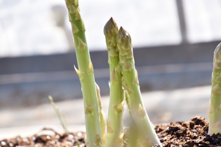 北海道産「春一番！グリーンアスパラガス」L～2Lサイズ以上1.4kg