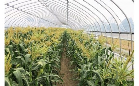 大地の恵み「とうもろこし（イエロー）」7本