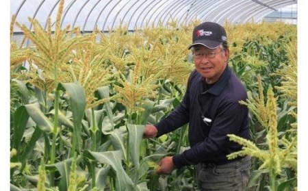 大地の恵み「とうもろこし（ホワイト）」7本