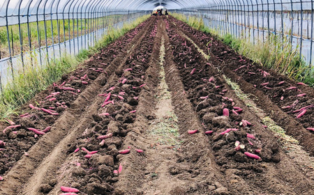 北海道産紅はるか 「しっとりやわらか 干し芋」100g×3袋
