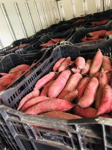 北海道産紅はるか 「しっとりやわらか 干し芋」100g×4袋