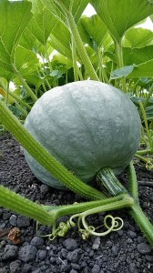 【先行予約】北海道栗山町産 ほっくほくかぼちゃ 2玉