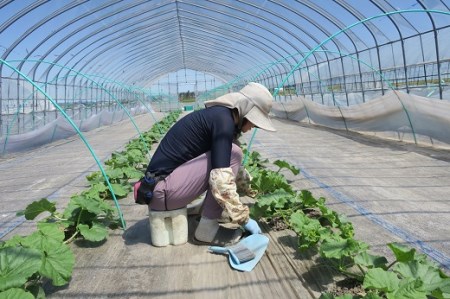 【先行予約】北海道栗山町産 幻のメロン 1玉