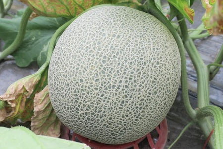 【先行予約】北海道栗山町産 幻のメロン 2玉