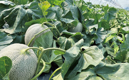 【先行予約】極上の一品「日原メロン(キング種)」(1.6kg相当×1玉 )