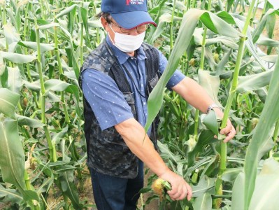 【先行予約】大地の恵み「とうもろこし2色セット」北海道産　7本