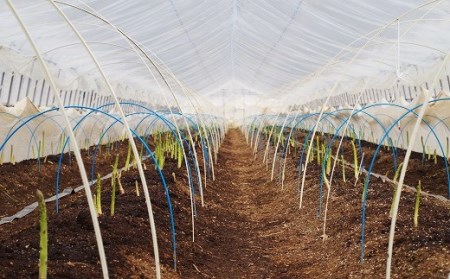 【先行予約】北海道産 夏採り！JAそらち南 夏の味覚「グリーンアスパラガス」S～3L 1kg前後