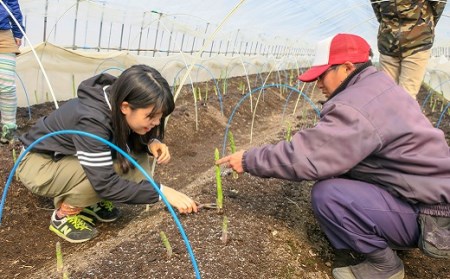 【先行予約】北海道産 夏採り！JAそらち南 夏の味覚「グリーンアスパラガス」S～3L 1kg前後