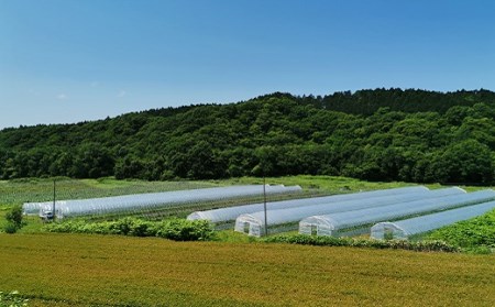 【先行予約】とろける舌触り!北海道栗山町東山農場産キングメロン 1玉
