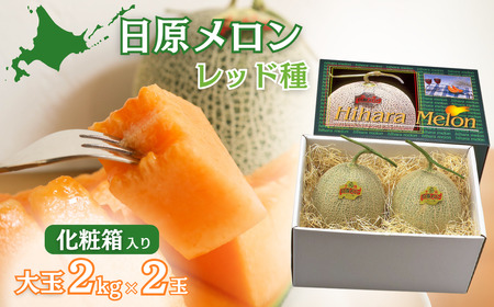 【先行予約】大玉「日原メロン（レッド種）」（2.0kg相当×2玉）カラー化粧箱入り