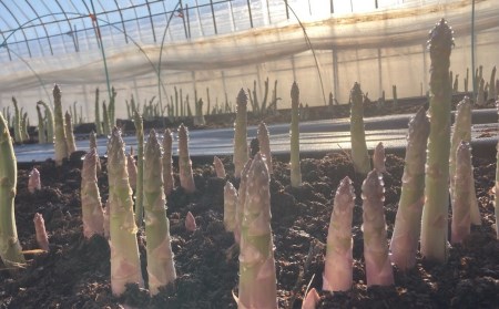 北海道産 春採り 極太グリーンアスパラガス4Lサイズ 1kg  おがファーム