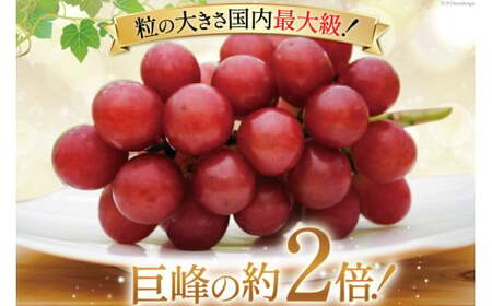 【期間限定発送】ぶどう ルビーロマン 2房 [JA石川かほく 石川県 津幡町 28ab0002]