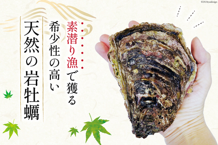 【期間限定発送】 ヨコタ礁 天然 岩牡蠣 生食用 中4個 [望海 石川県 志賀町 BX4017] 岩牡蠣 岩ガキ 岩がき 牡蠣 カキ