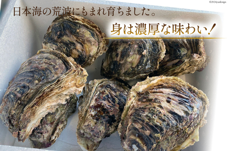 【期間限定発送】 ヨコタ礁 天然 岩牡蠣 生食用 中4個 [望海 石川県 志賀町 BX4017] 岩牡蠣 岩ガキ 岩がき 牡蠣 カキ
