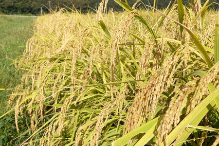 米 定期便 令和7年度産 3種 ゆめみずほ コシヒカリ ひゃくまん穀 精米 5kg 3回 計15kg [YUファーム 石川県 志賀町 CL5003]